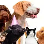 La Importancia de Cuidar la Belleza de la Mascota